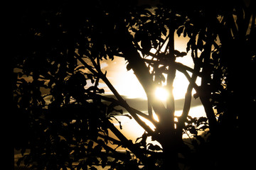 Silhouette tree with sun light at twilight. Background for beatiful scene and natural