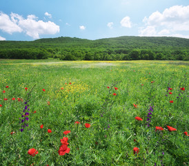 Spring medoaw of flowers.