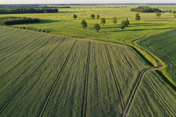 beautiful farmland landscape with grove, oaks and fields, aerial