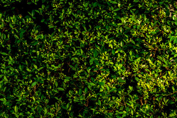 Green  Leaf Background wall and texture. Look and feel of Tropical Forest and Nature