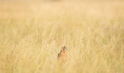 Montagu harrier or Circus pygargus sitting on a beautiful perch in meadows of grass field at tal chhapar blackbuck sanctuary, churu, rajasthan, India