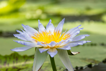 flor de lotus brancas com nucleo amarelo