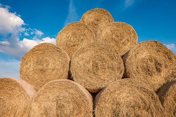 huge straw pile of Hay roll bales on among harvested field. cattle bedding