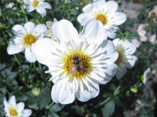 Fototapeta premium Macro de abeja sobre flor blanca
