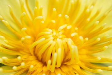 Close up flor amarela