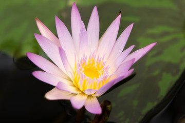 flor de lotus rosa claro 