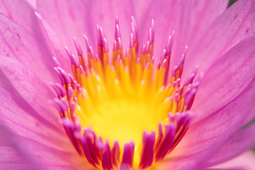 flor de lotus closeup rosa e amarelo
