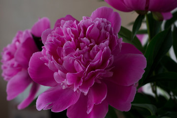 Bright pink peony flowers in bouquet