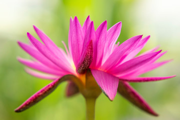 close up lotus rosa