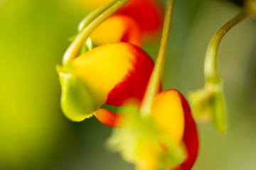 closeup flor amarela e vermelha com fundo verde