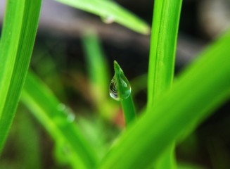 Fresh grasses with rain drop on it after rain. water drop stuck in grasses after rain.