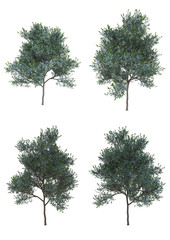 Silver wattle tree in summer season Isolated on white background with clipping path , 3d illustration