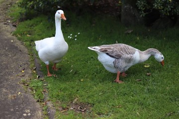 Naklejka na ściany i meble a male and female geese on green grass