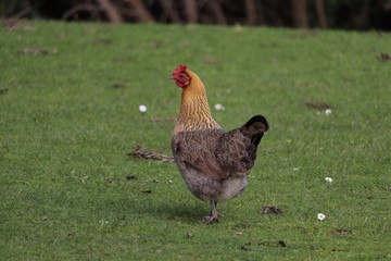 brown hen on the park