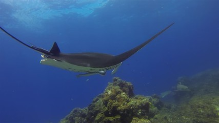 Graceful Leopard Sharks & Calm Manta Ray. Peaceful Big Ray & Zebra Sharks Gliding Underwater. Manta Swimming In Gentle Blue Sea Water & Beautiful Coral Reef & Sunlit Sea Surface. Pelagic Filter Feeder