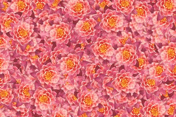 pink lotus flower pattern background