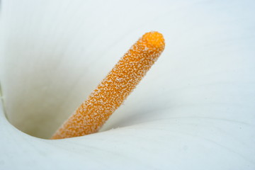 Calla Lily Stamen