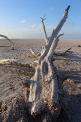 tree in desert