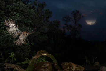 Tawny owl in flight, Spain