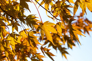 orange autumn leaves on tree into sun light on blue sky background
