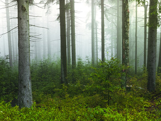 Misty forest in the morning, Czech Republic