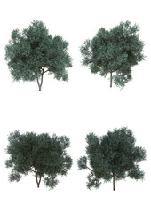 Silver wattle tree in summer season Isolated on white background with clipping path , 3d illustration