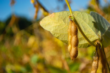 soybean pod filled with beans in a field against the sky