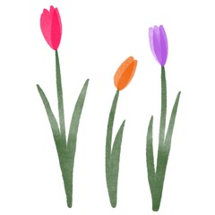 red tulips isolated on white background