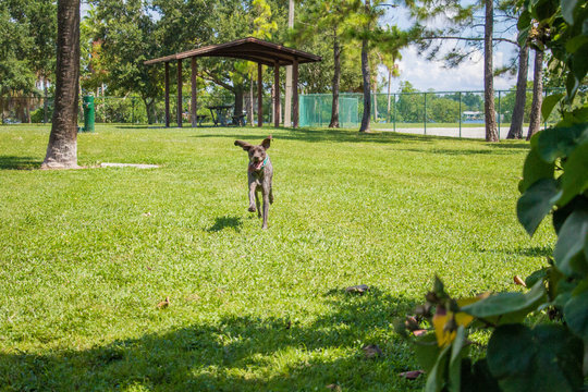 German shorthaired pointer dog running in a dog park, United States