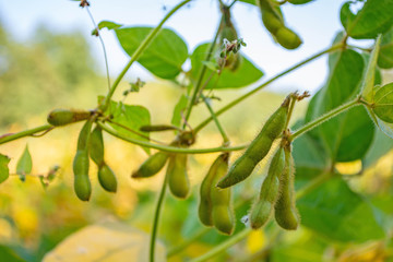 soybean pod filled with beans in a field against the sky
