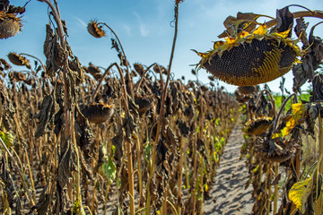 sunflowers in the phase of filling seeds, in a field, under a blue sky