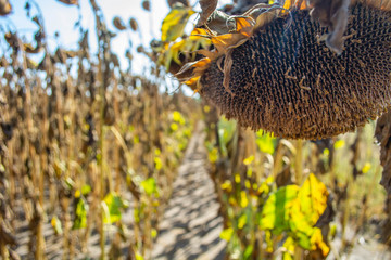 sunflowers in the phase of filling seeds, in a field, under a blue sky