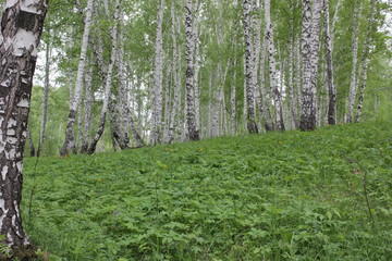 Obraz premium Nature