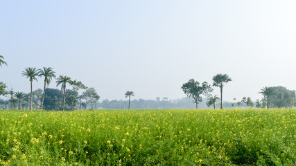 Fototapeta na wymiar Green yellow Canola field and tree in a scenic agricultural landscape in rural Bengal, North East India. A typical natural scenery with an agricultural field in rural India depicting simple rural life
