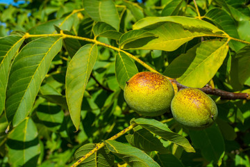The green fruit of walnut on a tree