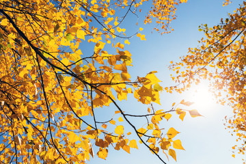 bright yellow autumn leaves