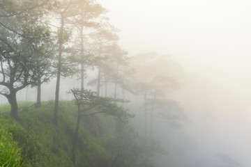 Pine trees on the cliff with fog background