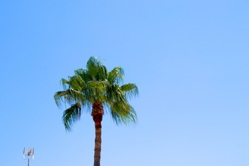 Fototapeta premium Top of a palm tree and a piece of an antenna in front of blue sky
