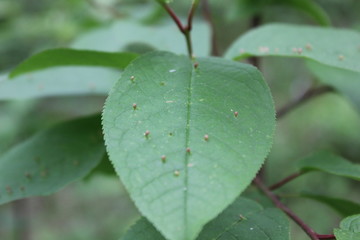 green leaf with drops of water