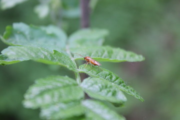 green bug on a leaf