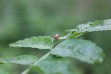 ladybug on a green leaf
