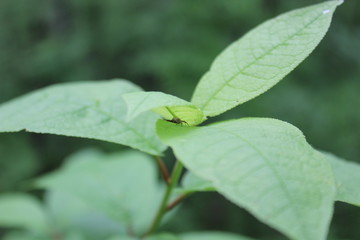 green leaf with drops of water