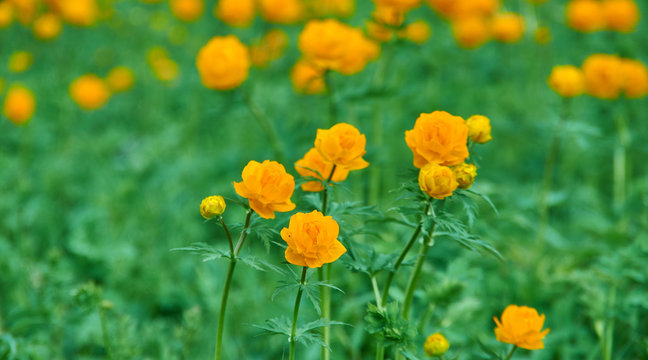 Trollius altaicus