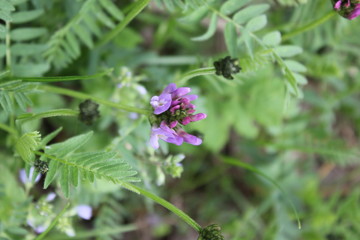 bee on a flower