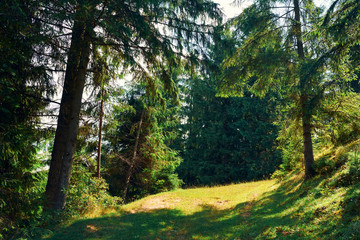 Fototapeta premium Beautiful summer landscape - spruces on hills, cloudy sky at bright sunny day. Carpathian mountains. Ukraine. Europe. Travel background.
