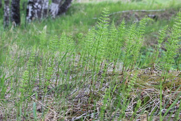 green grass in the field