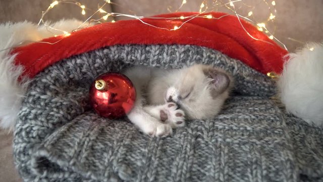 Kitten near light and christmas ball