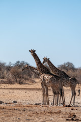 Tree Angolan Giraffes - Giraffa giraffa angolensis standing near a waterhole in Etosha national park, Namibia.