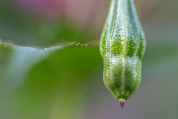 Springkraut Pflanze Samen schiessen detail