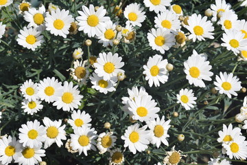Fototapeta premium field of daisies